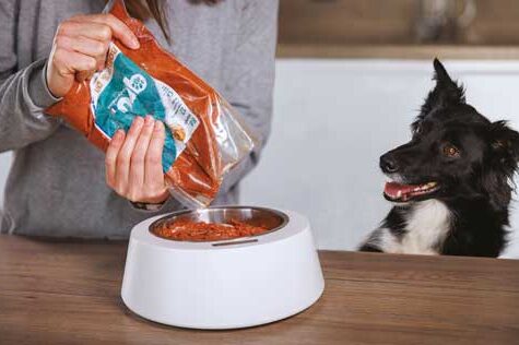 Repas haché pour chien