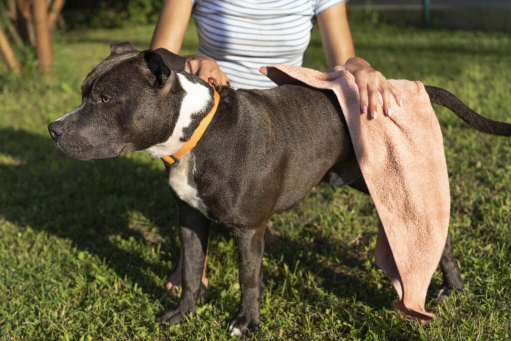 Chien qui prend sa douche après avoir fait ses selles 