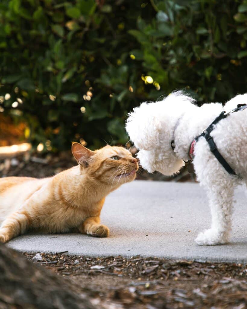 Chien et Chat qui se regardent et se touchent le nez 