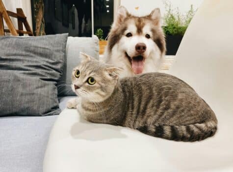 Chien et chat en cohabitation sur le canapé