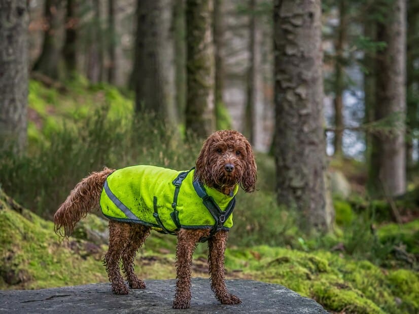 Chien qui porte un manteau avec des bandes réfléchissantes 