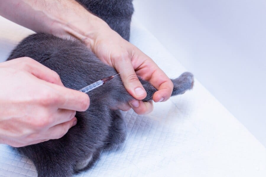 Chat de race chartreux qui se fait vacciner 