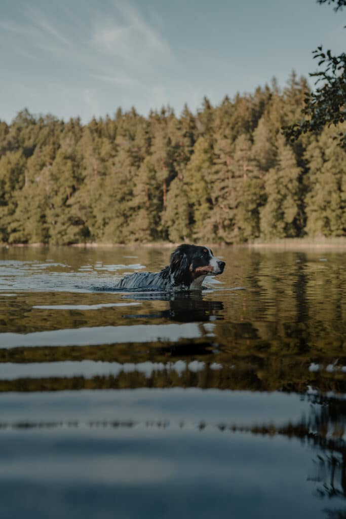 Chien qui se baigne dans un lac autour d'une forêt