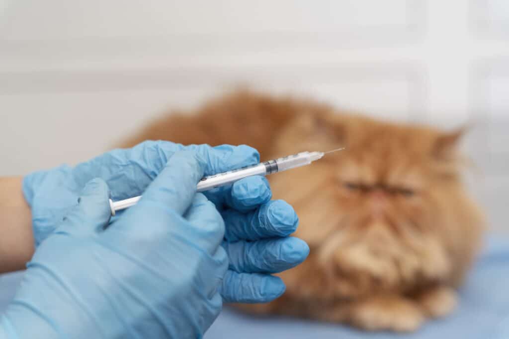 Chat qui se fait vacciner chez le vétérinaire 