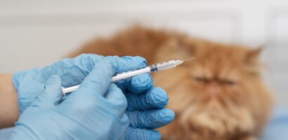 Chat qui se fait vacciner chez le vétérinaire