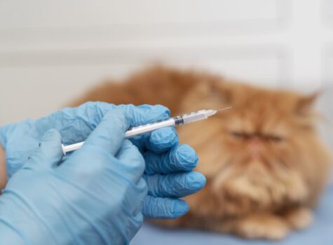 Chat qui se fait vacciner chez le vétérinaire