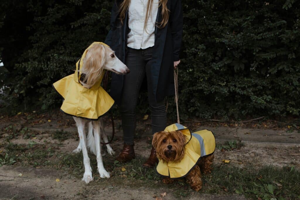 Chiens qui portent leur manteaux pour la pluie 