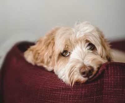 Chien fatigué avec fièvre