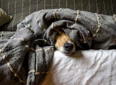 Chien avec fièvre sous la couette