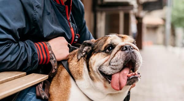 Chien Bulldog avec son propriétaire