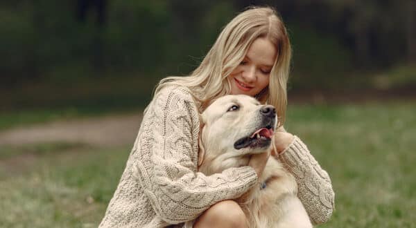 Chien de race Golden Retriever