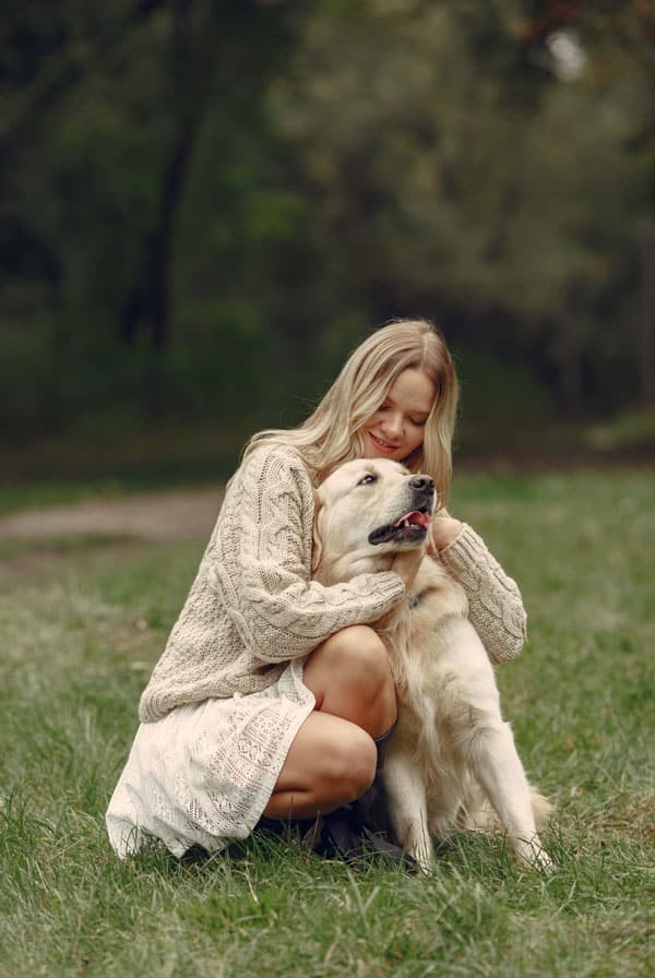 Chien de race Golden Retriever