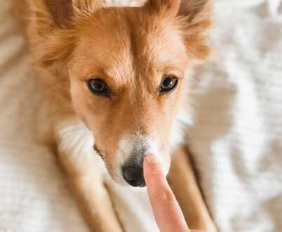 Propriétaire qui vérifie la truffe de son chien