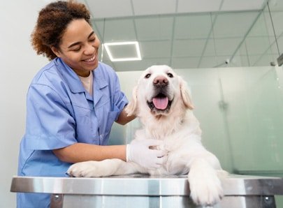 Chien type Golden Retriever chez le vétérinaire