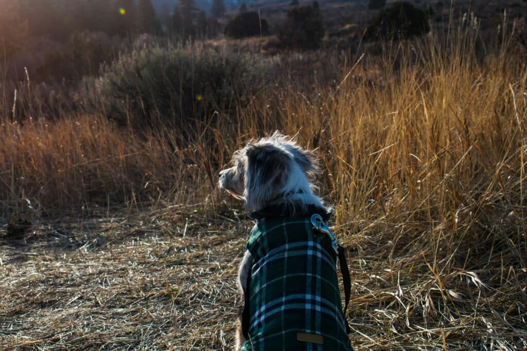 Chien qui porte un manteau à carreaux chaud en automne 