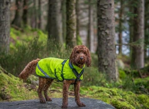 Chien qui porte un manteau avec des bandes réfléchissantes