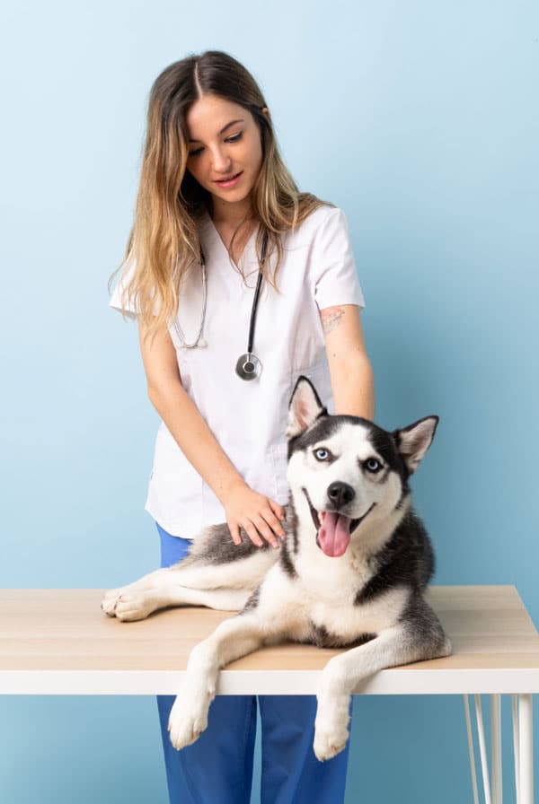 Chien type Husky chez le vétérinaire