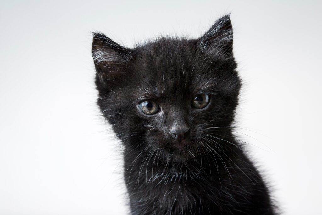 Chat avec un pelage noir 