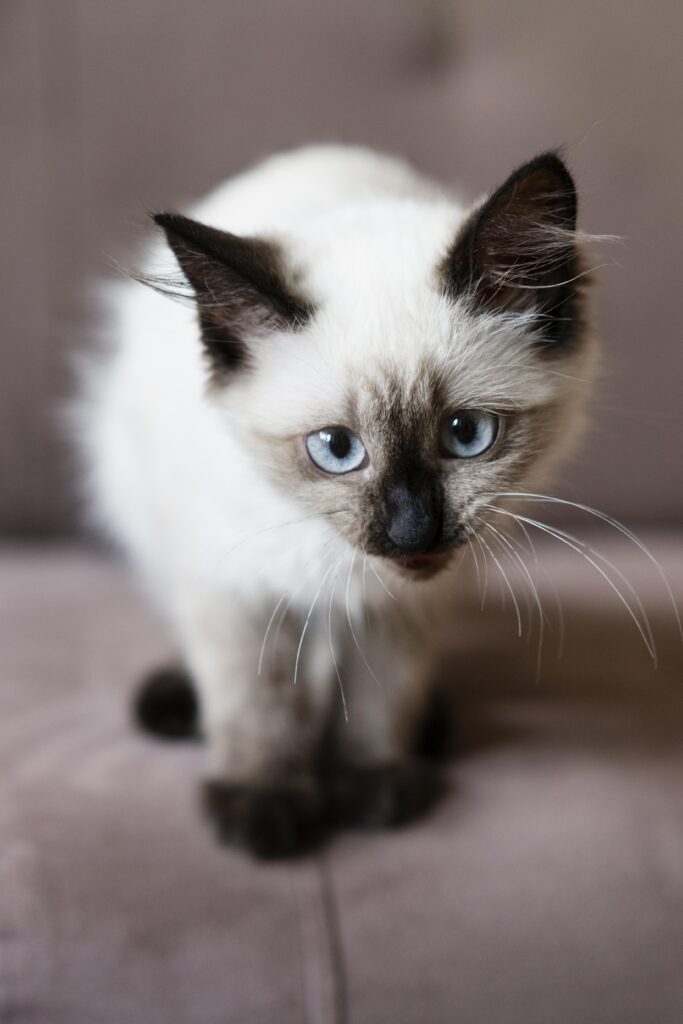 Chaton siamois robe pointée