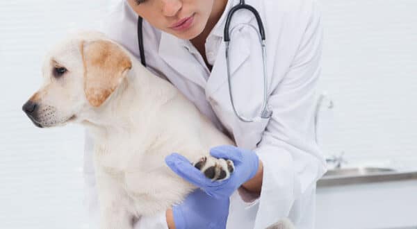 Chien avec abcès chez le vétérinaire