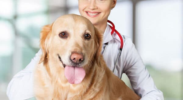 Chien avec arthrose chez le vétérinaire