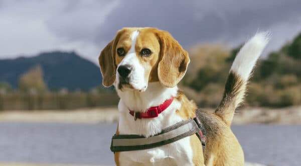 Beagle, chien de race du groupe 6