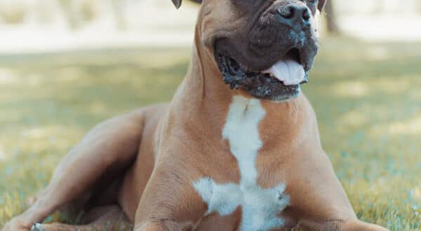 Boxer, chien de race du groupe 2