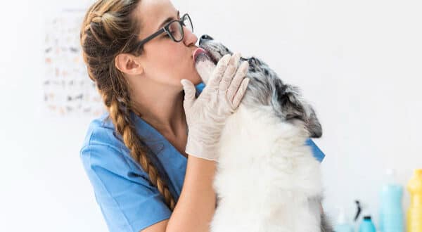 Chien en consultation avec vétérinaire