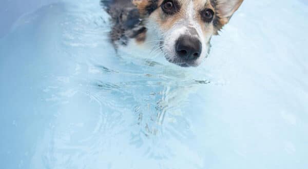 Chien pendant une séance de balnéothérapie en piscine