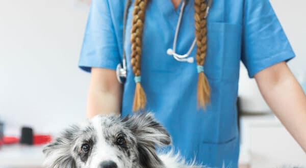 Chien type Berger en auscultation chez le vétérinaire