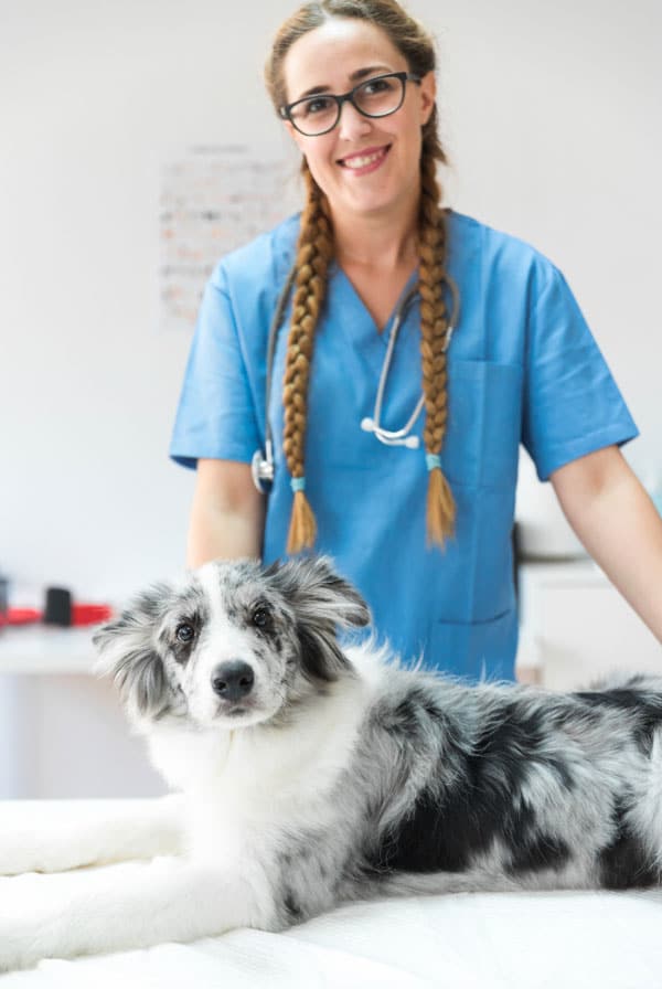 Chien type Berger en auscultation chez le vétérinaire