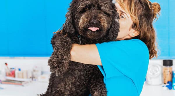 Chien de race Berger chez le vétérinaire