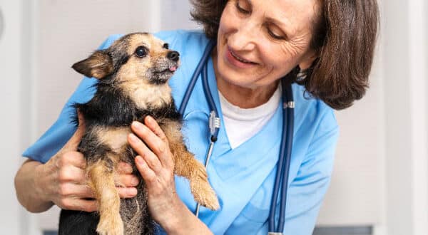 Chien de race Chihuahua chez le vétérinaire