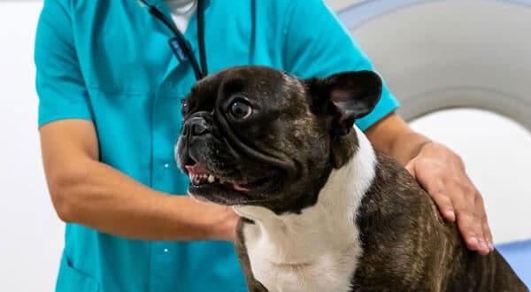 Chien avec une conjonctivite chez le vétérinaire