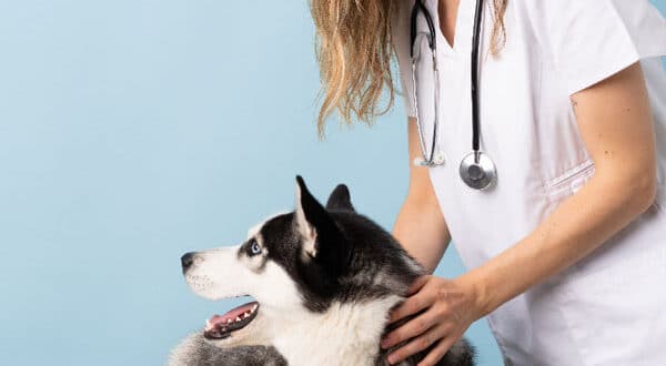 Chien avec empoisonnement chez le vétérinaire