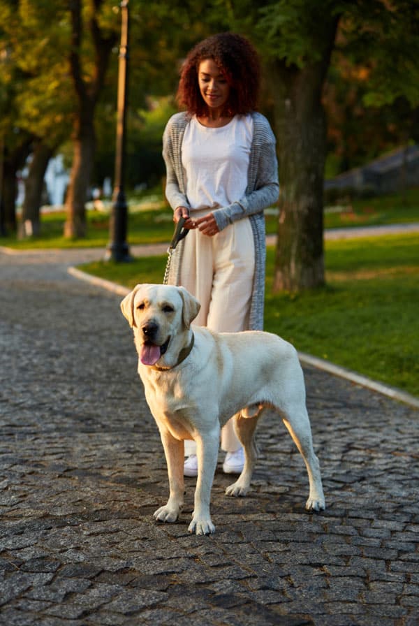 Chien en promenade extérieure