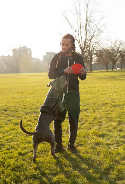 Chien qui joue au frisbee avec son maitre