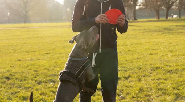 Chien qui joue au frisbee avec son maitre