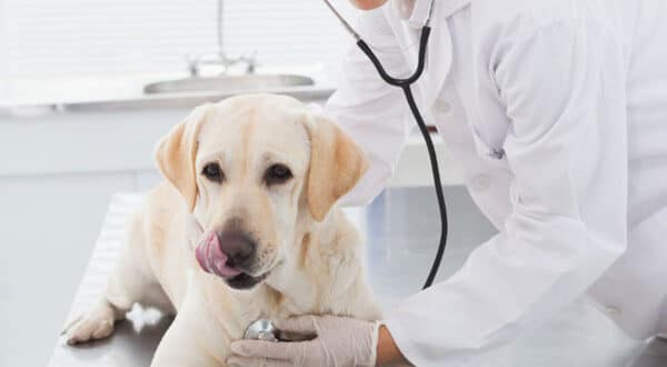 Chien avec maladie chronique chez le vétérinaire