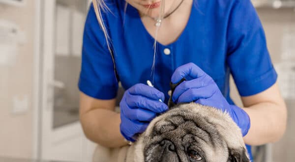 Chien avec oedème chez le vétérinaire