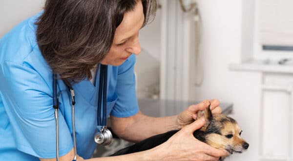 Chien chez vétérinaire pour piqûre d'insecte