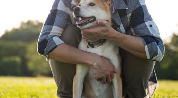 Chien primitif assuré chez kozoo