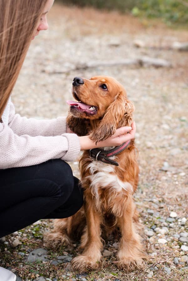 Chien type Cocker Anglais assuré chez kozoo