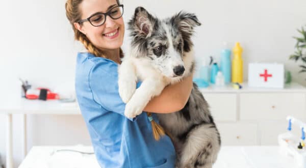 Chiot type Berger chez le vétérinaire