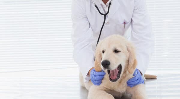 Chiot type Labrador chez le vétérinaire