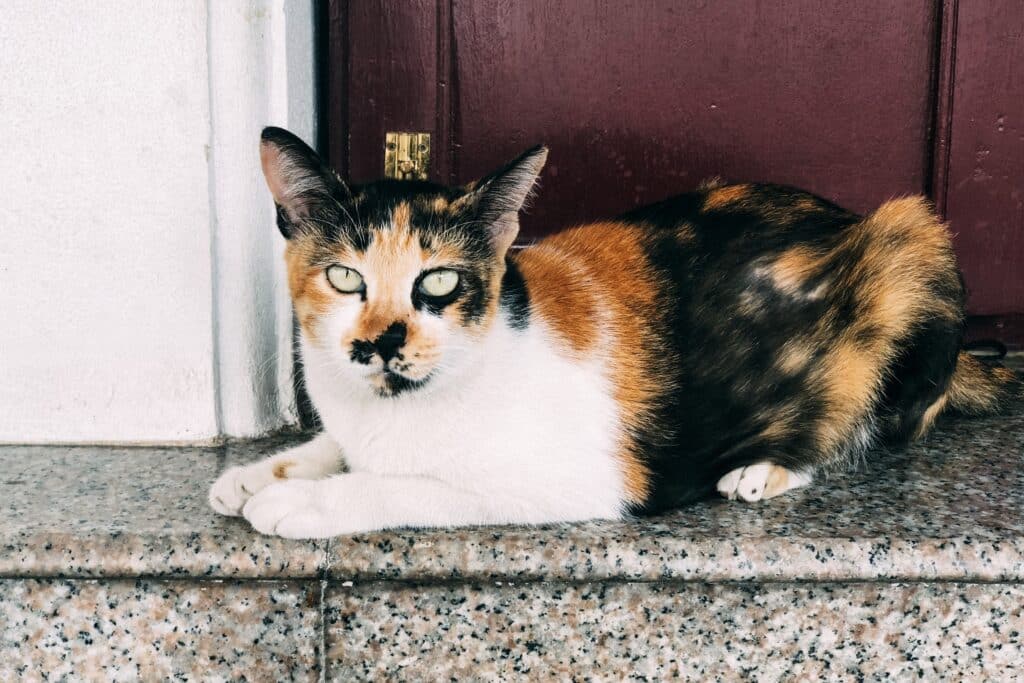 Chat robe écaille de tortue 