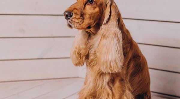 Cocker Anglais, chien de race du groupe 8