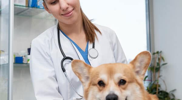 Chien avec diabète chez le vétérinaire