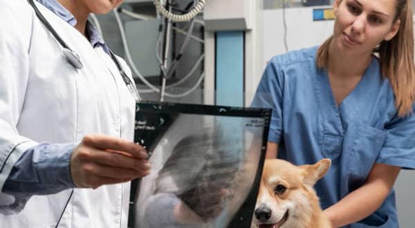 Examen vétérinaire sur un chien