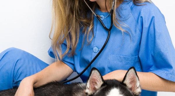 Chiot Husky chez le vétérinaire